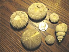 Fossil Assemblage, Kcw Site 2, Callahan Co., Tx (Aboral)