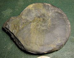 Tornoceras goniatite from Madison Co., N.Y.