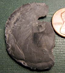 Tornoceras goniatite (ammonoid) from Madison Co., NY