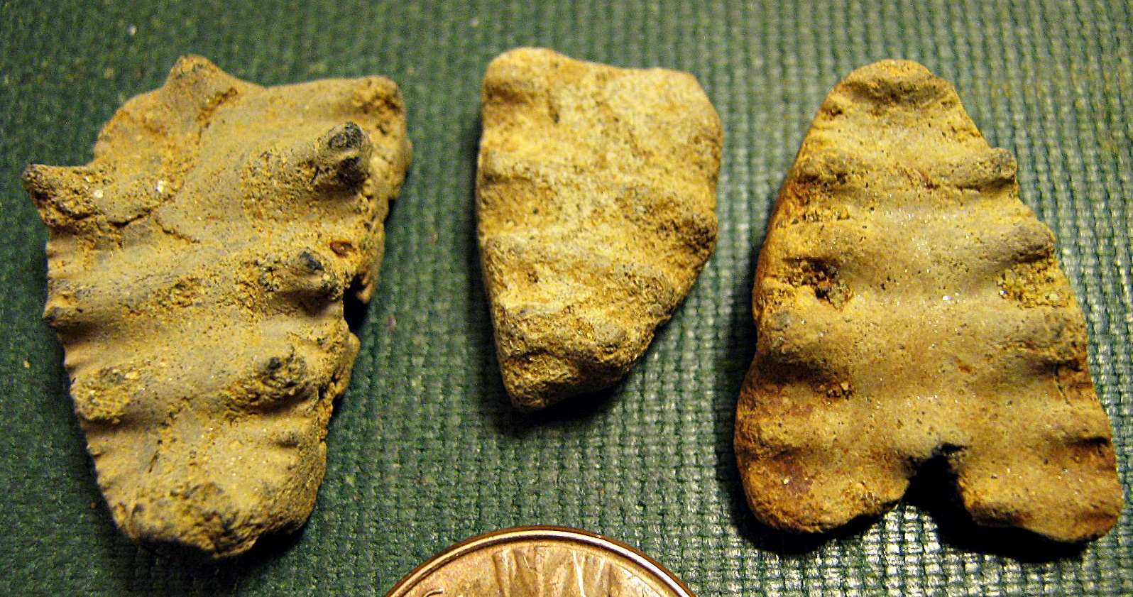 Ammonite pieces from New Jersey