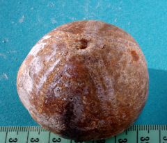 A worn flint urchin : echinocorys sp