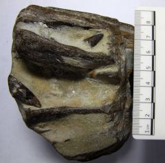 Ichthyosaur rostrum  2 (other side)
