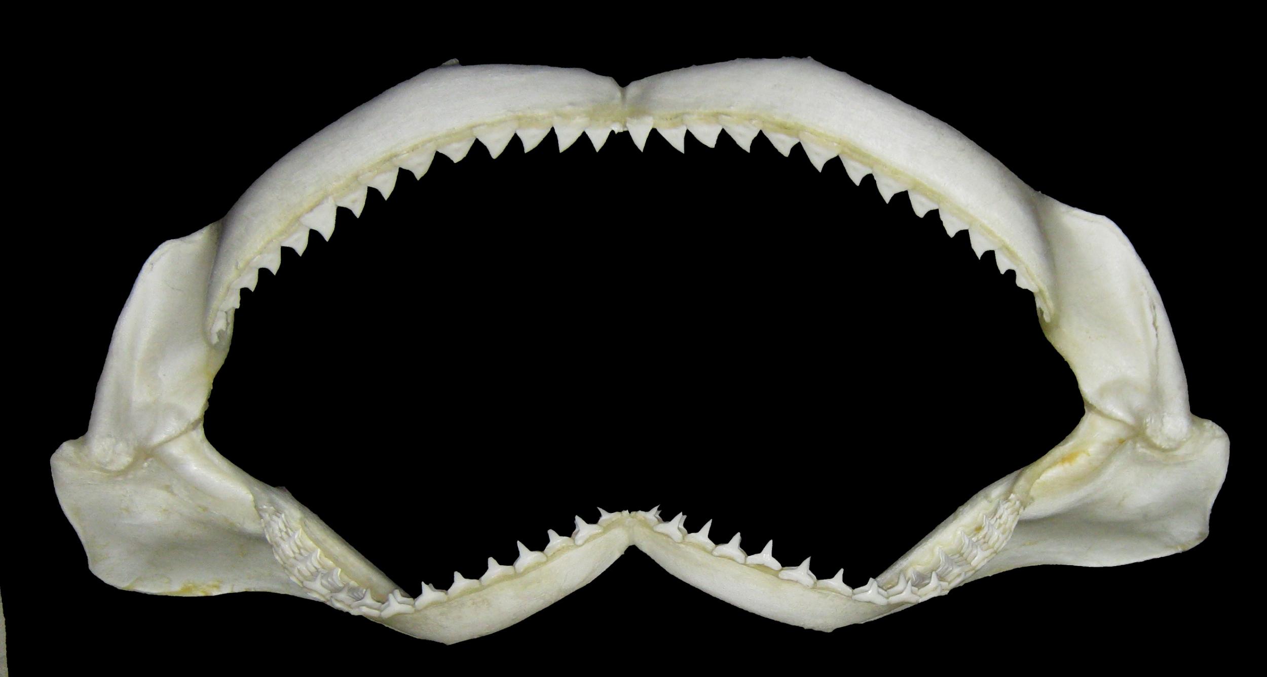 Extant Carcharhinus obscurus (Dusky Shark) jaw - General Fossil Discussion  - The Fossil Forum