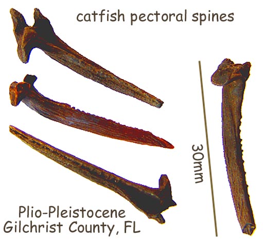 A shark tooth and a Catfish spine - Fossil ID - The Fossil Forum