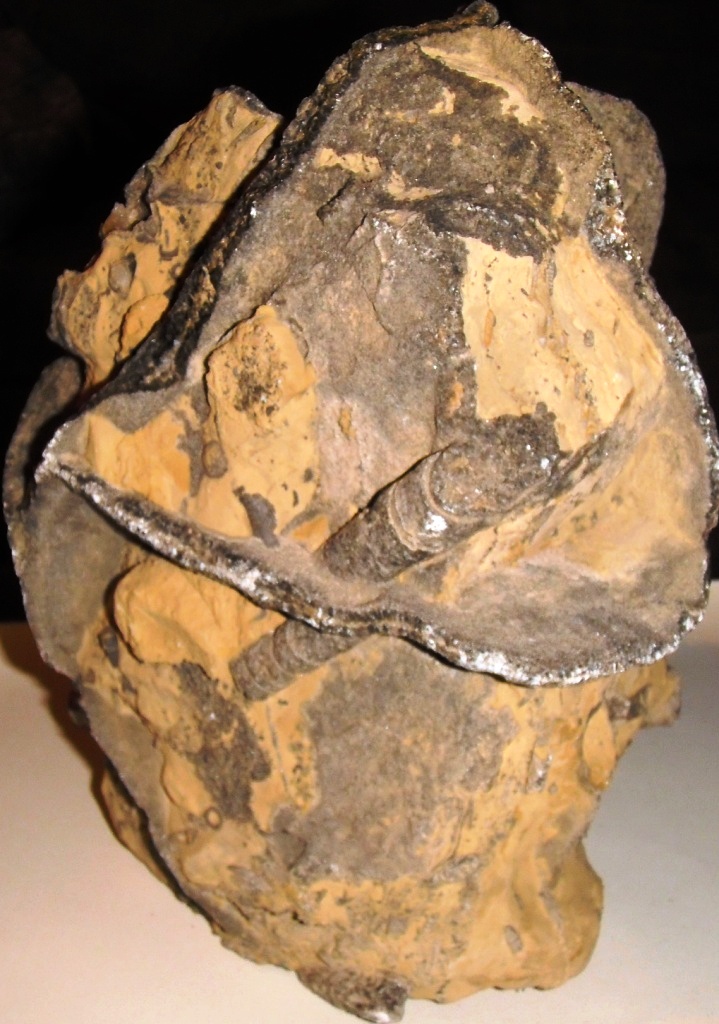 Septarian Nodule - Fossil ID - The Fossil Forum