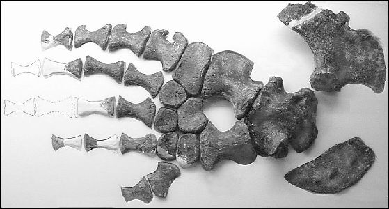 Mosasaur Paddle Parts - Member Collections - The Fossil Forum