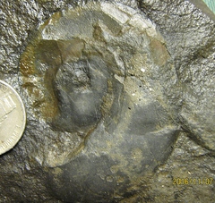 Devonian Goniatite from Albany Co., NY.