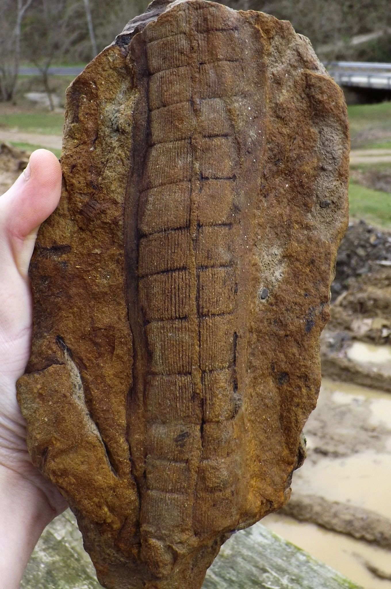 Calamites, but what species? - Fossil ID - The Fossil Forum