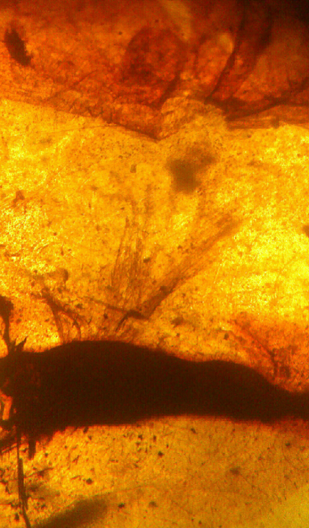 Feather in amber from Burma - Fossil ID - The Fossil Forum