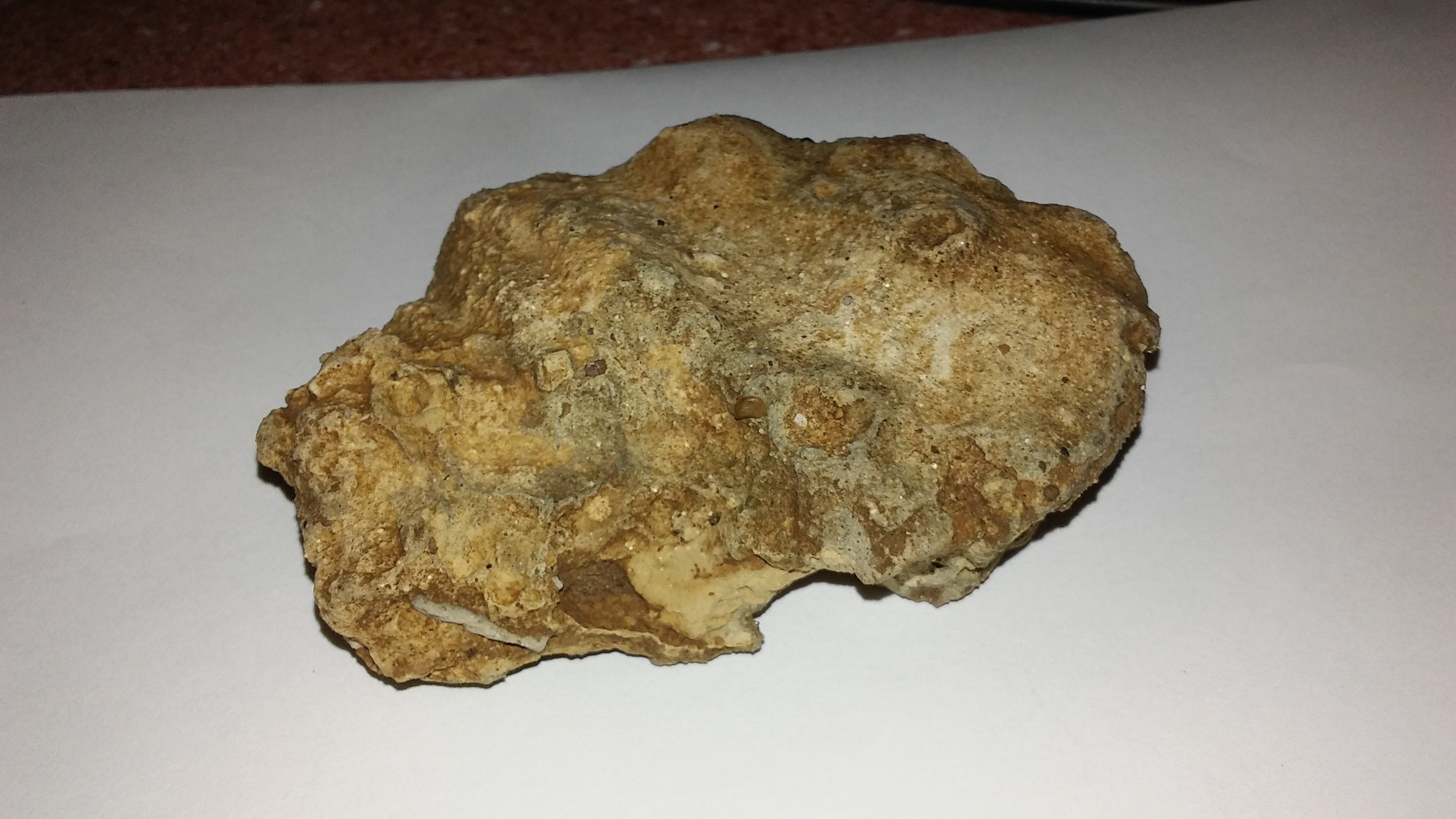 Petrified turtle? - Fossil ID - The Fossil Forum
