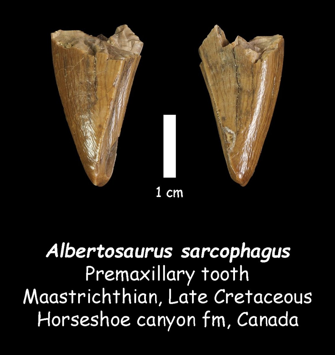 Canadian Albertosaurus