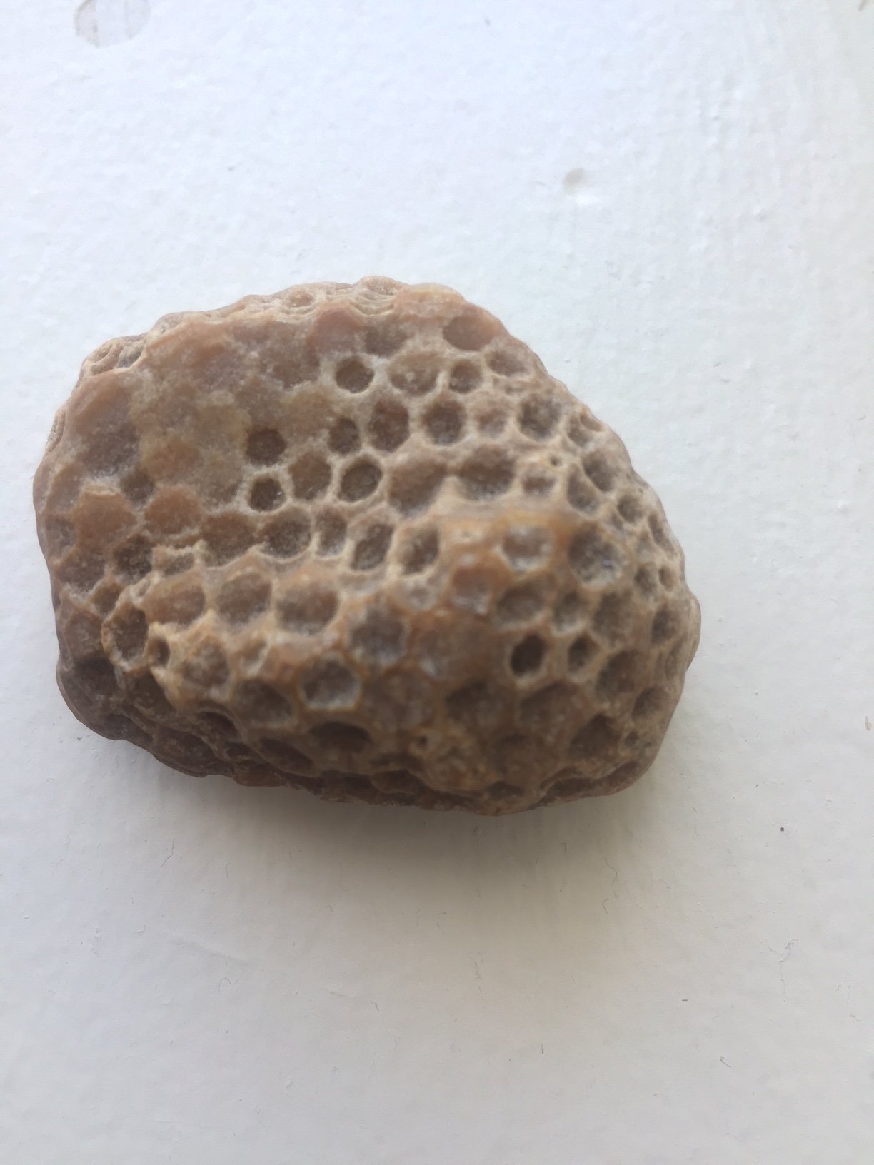 Honeycomb Fossil ID - Fossil ID - The Fossil Forum