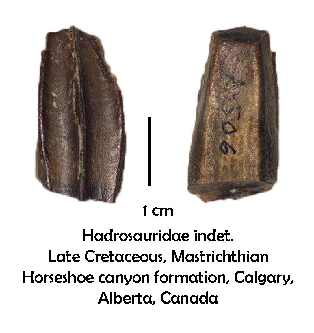 Canadian hadrosaur