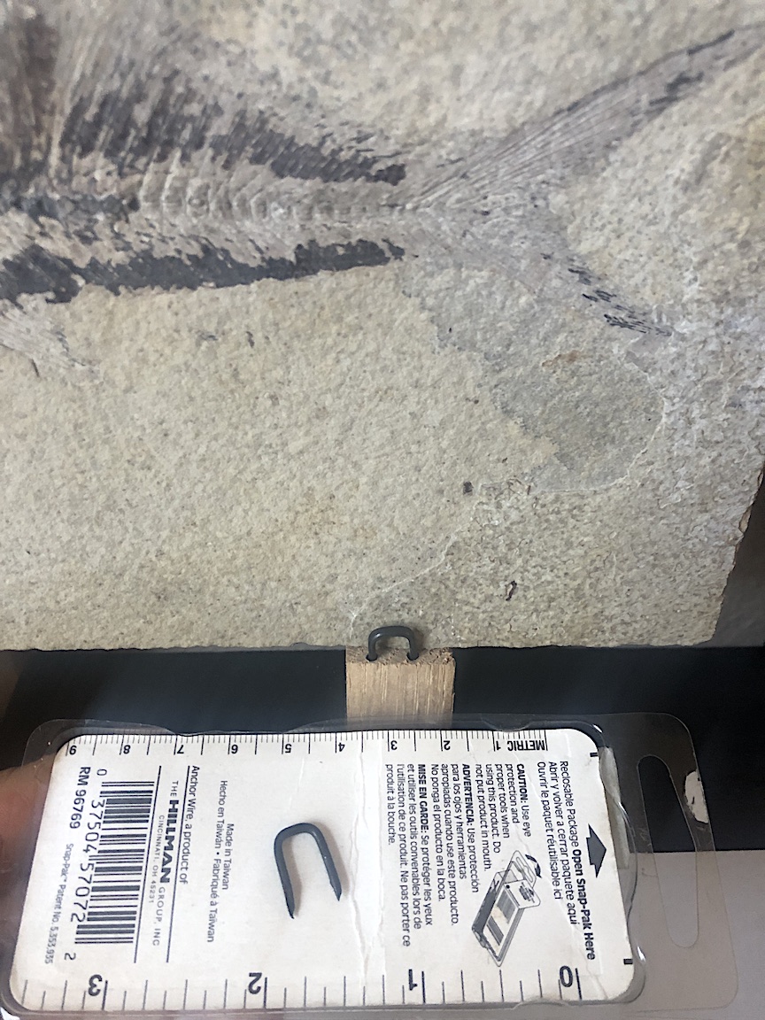 Fossil Frames - Fossil Preparation - The Fossil Forum