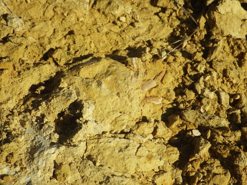 Winner of the October 2019 Invertebrate/Plant Fossil Of The Month ...