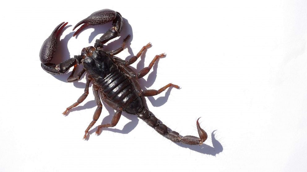 Here's a picture of a true scorpion