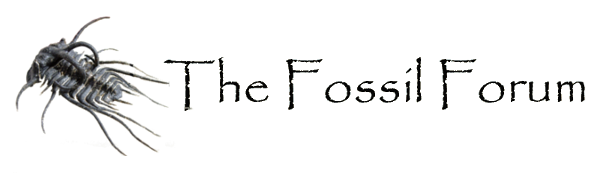 The Fossil Forum