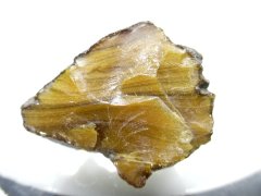 Teruel Amber (Escucha Fm. [El Regachuelo Mb.], Lower to Middle Albian [~114-106.7 ma])